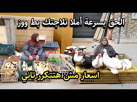 مش معقول😱 انخفاض تاريخي باسعار الطيور اليوم قبل السنه الجديدة نزول اسعار الفراخ والبط والوز