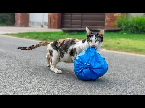 A man saw a cat dragging a heavy bag —what lay inside was no one expected.