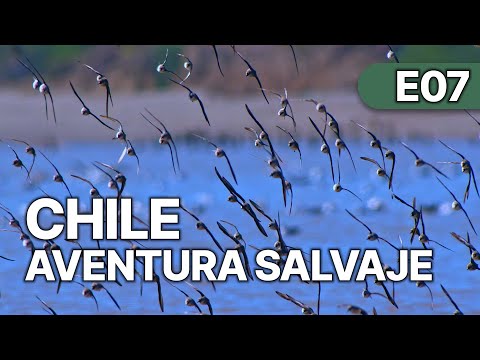 Chile - Un Viaje Salvaje - EP 7 | Aves Chilenas