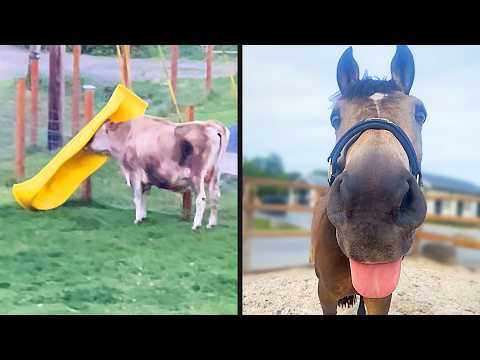 Best Farmyard Animal Videos