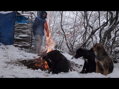 LIFE IN THE FOREST!BUILD A SHELTER FOR YOURSELF AND FOR DOGS IN 10 DAYS