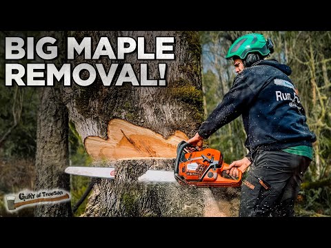 Removing a Big Maple Tree with No Cleanup!
