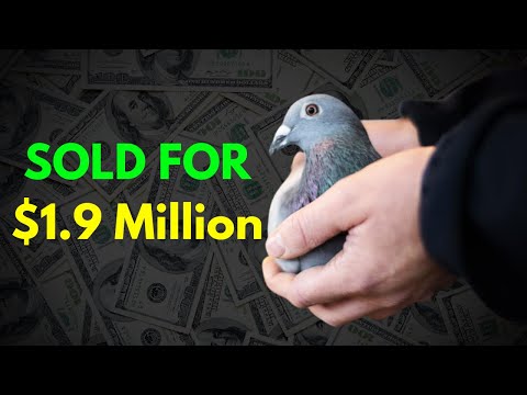 The Top 10 Most Expensive Racing Pigeons: Feathered Champions
