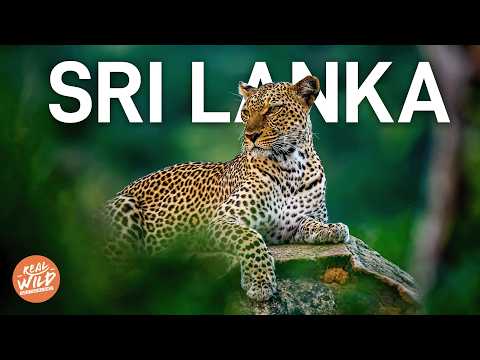 XXL Doku: Gefährliches Sri Lanka - Das Land der Leoparden und Krokodile