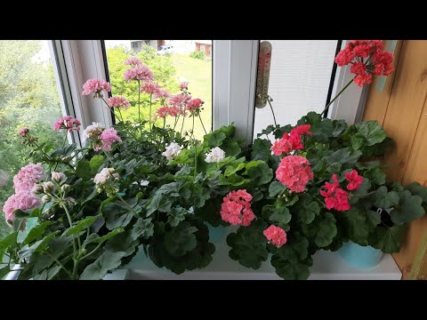 Все о Поливе пеларгонии! Как поливать? Когда? и Сколько?