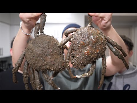 우리나라에 없는 스파이더 크랩을 잡아서 먹어보자!