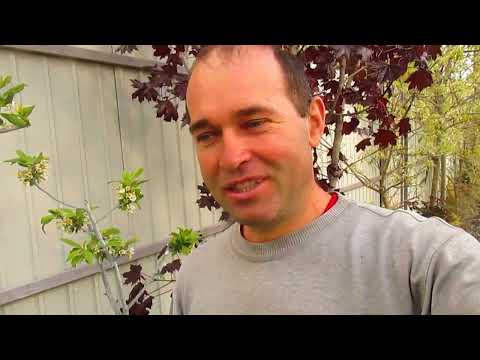 УХОДИМ ОТ ИСПОЛЬЗОВАНИЯ БОРДОССКОЙ СМЕСИ КАК 100% ЗАЩИТЫ ОТ ВСЕГО.