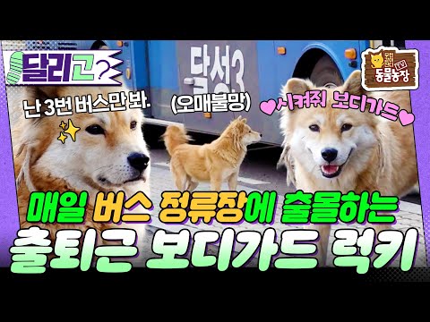 [🏃‍#달리GO] 오직 달성 3번 버스에만 반응하는 프로 대기견 럭키의 이야기! #TV동물농장 #달리 #DALI