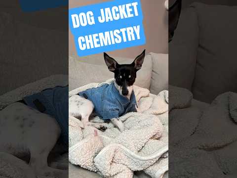 didn't want to blue my dog