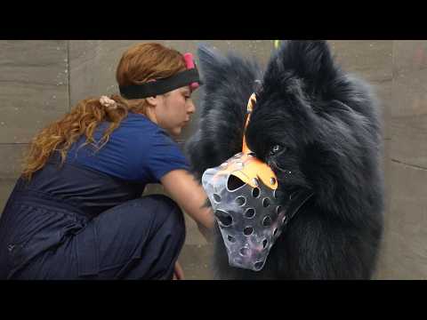 The Most Difficult Dog I've Ever Done | EXTREME Transformation Eurasier Dog