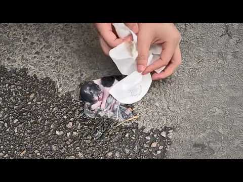 A newborn puppy, umbilical cord attached, abandoned and near death—until a “savior” arrived ❤️