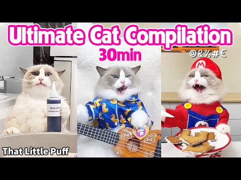 New 30min Ultimate Cat Compilation! | That Little Puff