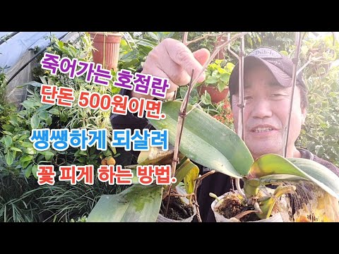 "A simple way to revive and bloom a dying yellow orchid for just 500 won!"