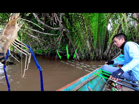 Amazing Record! Fishing for giant blue claw prawns during slow river current