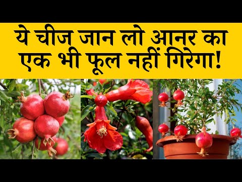 अनार के फूलों का झड़ना कैसे रोकें जानें कारण और उपाय | Flower Dropping Control in Pomegranate Plants