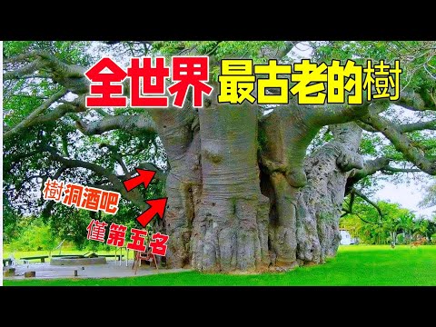 The ten oldest strange trees, the first one is over 80,000 years old