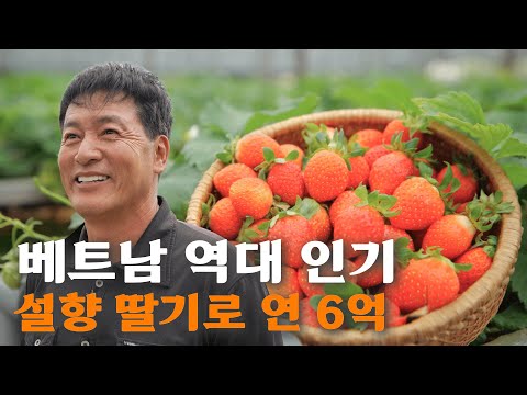[역전의부자농부 366회] 베트남 달랏에서 부자들만 먹는 '한국 딸기'