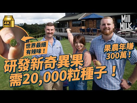 #MM｜紐西蘭奇異果果園平均年賺$300萬！試食世界最細＋辣味奇異果 用2萬粒種子研發新品種至少花十年時間 政府立法成唯一品牌 果農被視為高尚職業｜#牌子嘢 #4K