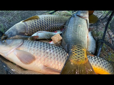 САМАЯ УБОЙНАЯ ОСНАСТКА НА САЗАНА! СУМАСШЕДШИЙ КЛЁВ НА ЖМЫХ! Наловил столько, аж пришлось выпускать.