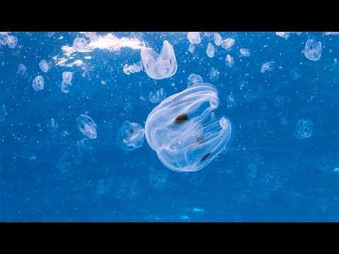 11 HOURS JELLYFISH PARADISE | 4K Ambient Film