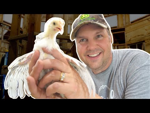 Hatching Our Own Organic Meat Chickens
