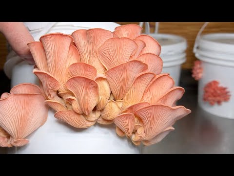 🍄 How to Grow Mushrooms at Home in Buckets — Step by Step
