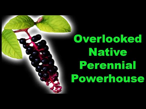 Pokeweed Facts That Will Amaze You!