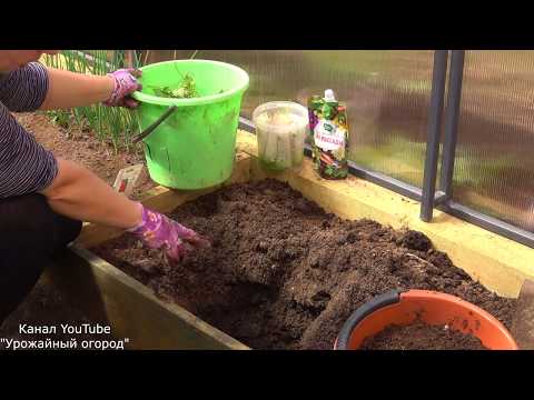 СДЕЛАЙТЕ ТАК ПРИ ПОСАДКЕ ОГУРЦОВ!ЧТО ПОЛОЖИТЬ В ЛУНКУ!