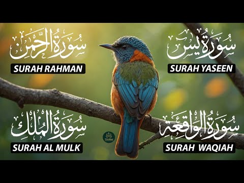 Magical Recitation Surah Yaseen (Yasin) | Surah Rahman | Surah Waqiah | Surah Mulk