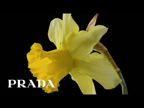 Prada | FW23 Campaign feat. "Angel" by Massive Attack