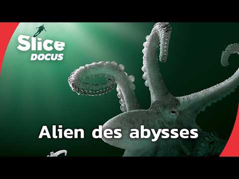 The Octopus: Intelligence of the Deep | SLICE DOCUS