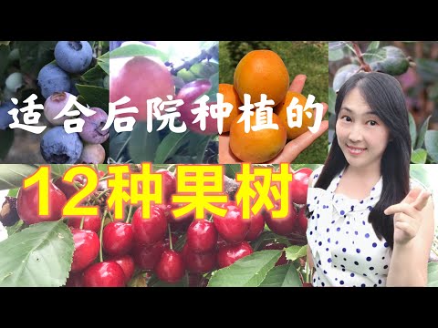 【种植28】12种适合在后院种植的果树/水果,果树种植tips| 12 kinds of fruit trees I planted in backyard