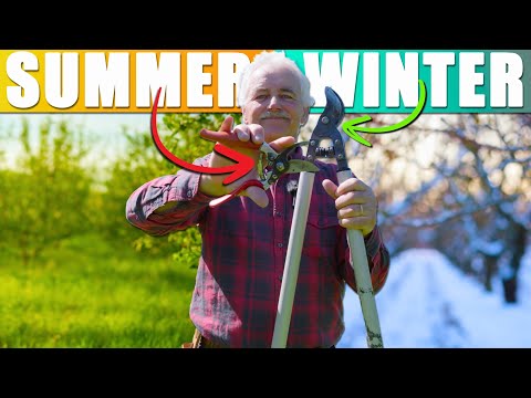Summer VS Winter Fruit Tree Pruning - NOT what you think