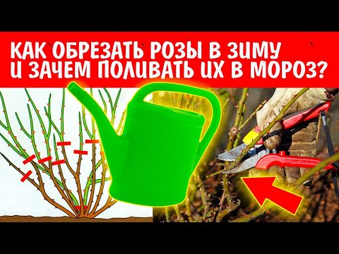 PRUNING ROSES IN FALL BY GROWTH TYPE. HYBRID TEA. FLORBUND. CLIMBING. HOW TO DO IT CORRECTLY?