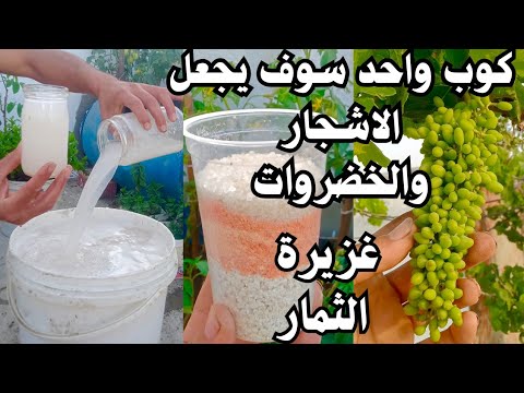 كوب واحد من هذا السماد الثلاثي الخارق المتوفر في كل بيت يجعل الاشجار والخضروات تنمو بسرعة جنونية