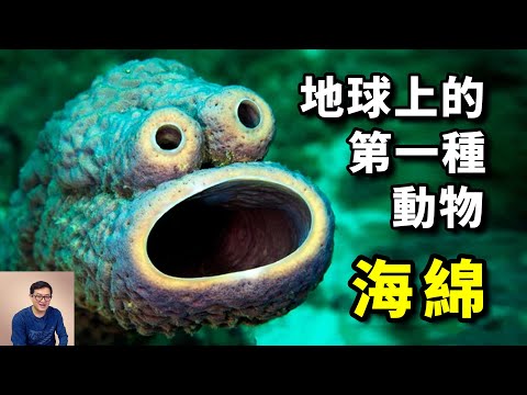 曾經的「軟黃金」，現在的「海綿寶寶」，地球上的第一種動物——海綿【老肉雜談】#動物 #野生動物 #海洋生物 #海綿 #sponge