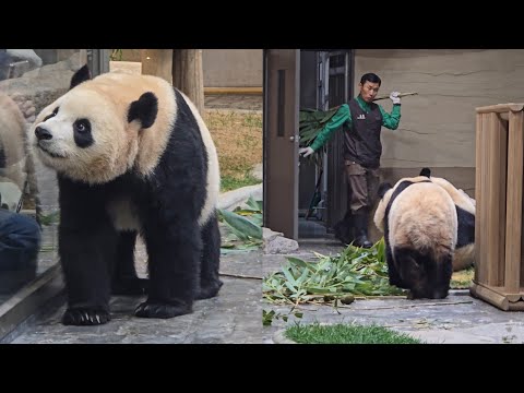 [ep.699]퇴근인사 해주는 루이♡ 25.12.18 퇴근영상 