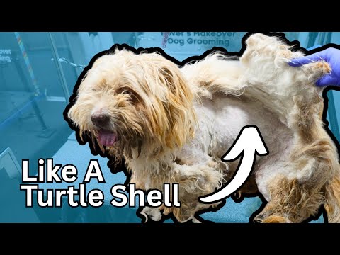 Severely Matted Dog Grooming | One SOLID Shell of Fur