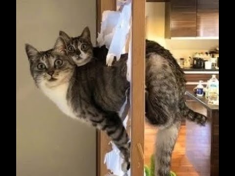 😺 Incredibly funny videos of cats and kittens! 🐈 New collection of funny videos! 😸