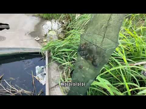 来了来了宝子们! #真实户外 #野生黄鳝 #今天的收获 #我的乡村生活 #户外抓黄鳝