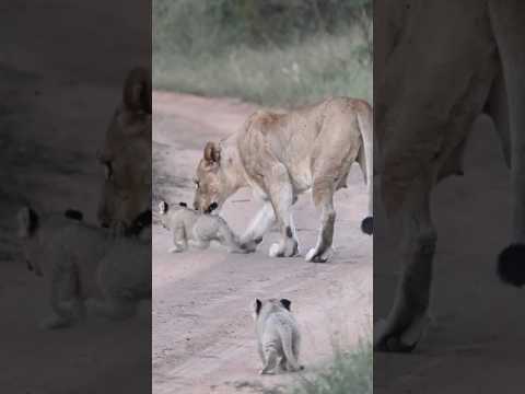 Lioness Needs to Discipline Naughty Cub