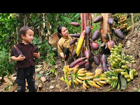 BANANA FLOWERS - Harvesting Banana Flowers to Sell at the Market - Used to Prepare Delicious Dishes.