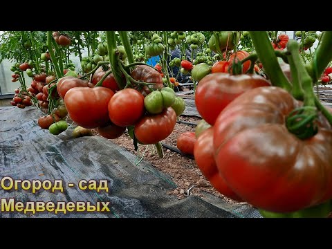 Две стратегии подкормки томатов в период  завязывания и налива плодов