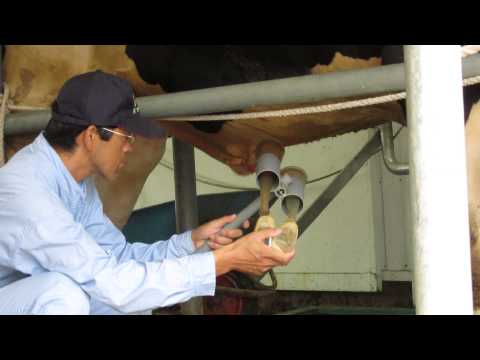 MVI 0801Electro Ejaculation. Hokkaido Animal Farm, Japan