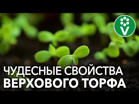 ТОРФ спасет рассаду от черной ножки! И это еще не всё...