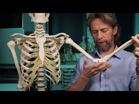 Skeletal joints introduction