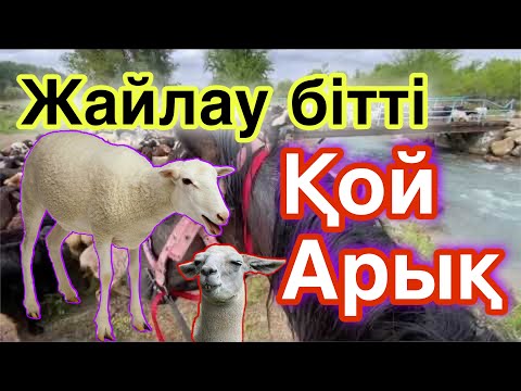 Күзеуге көштік. Қойдың әңгімесі. Қойды семіртудің төте жолы.