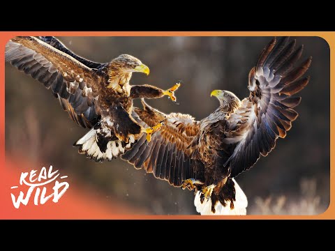 WILD HUNTERS | Scotland's Top Predators | 4K