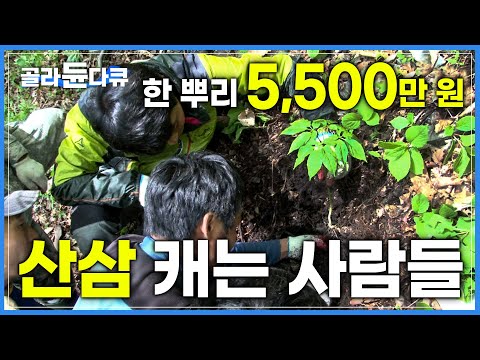‘한 뿌리 5,500만 원’ 불로장생의 명약 천종산삼! 최고의 산삼을 찾아 1년에 200일을 산에서 보내는 위험천만 예측불허 심마니의 삶│산삼 캐는 사람들│극한직업│#골라듄다큐