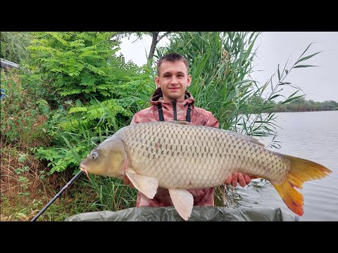 Ловимо великих риб на флет фідер 2023. Рибалка з ночівлею на коропа та амура.